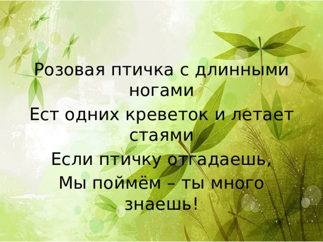 Розовая птичка с длинными ногами Ест одних креветок и летает стаями Если птичку отгадаешь, Мы поймём – ты много знаешь! 