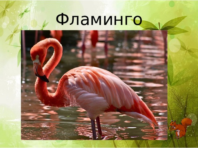 Фламинго 
