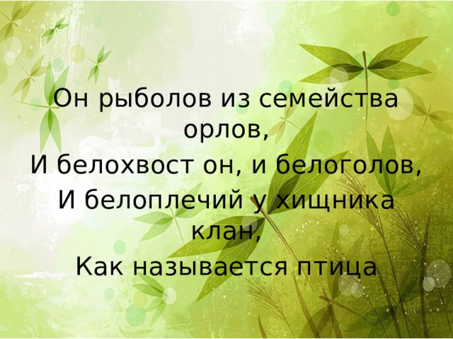 Он рыболов из семейства орлов, И белохвост он, и белоголов, И белоплечий у хищника клан, Как называется птица 