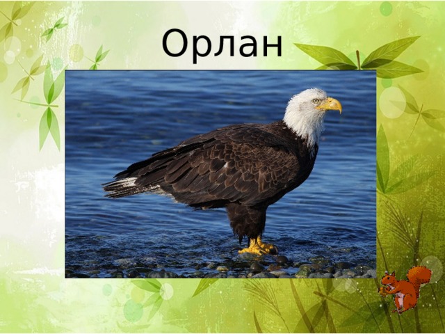 Орлан 