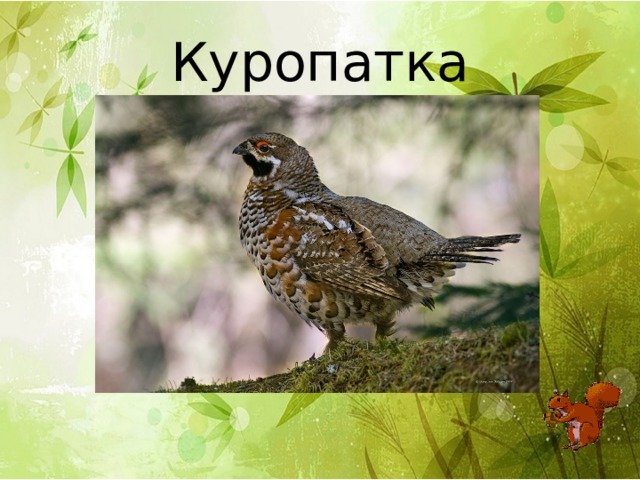 Куропатка 