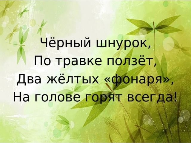 Чёрный шнурок, По травке ползёт, Два жёлтых «фонаря», На голове горят всегда! 
