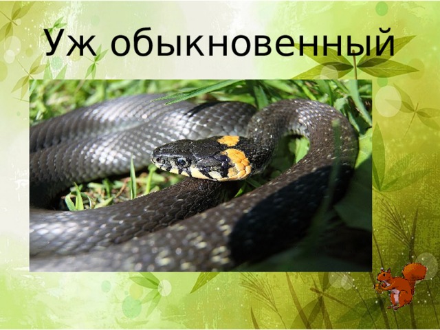 Уж обыкновенный 