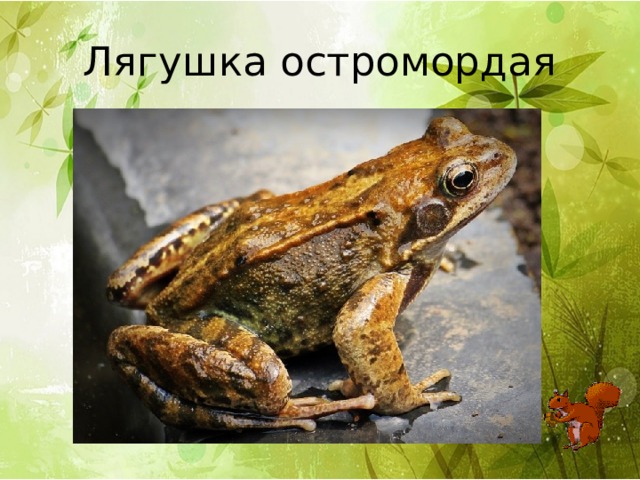 Лягушка остромордая 