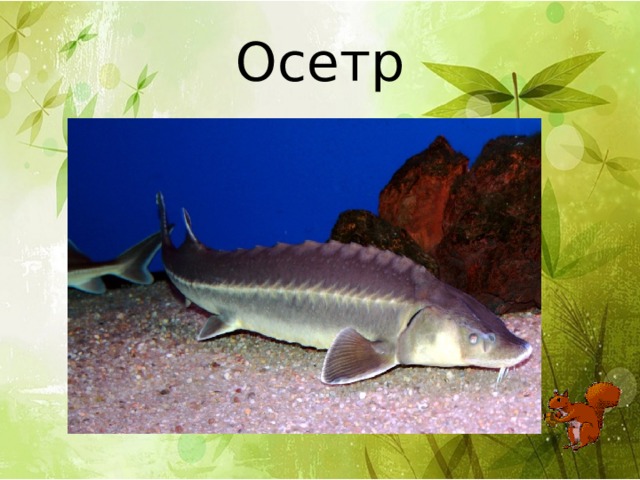 Осетр 