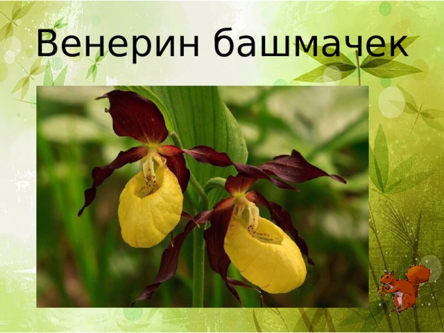 Венерин башмачек 