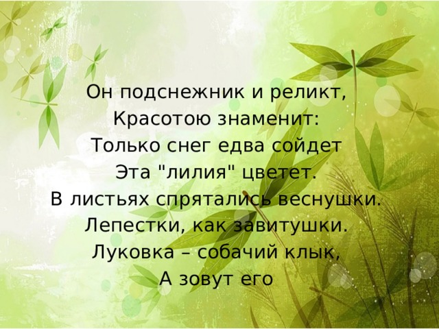 Он подснежник и реликт, Красотою знаменит: Только снег едва сойдет Эта 