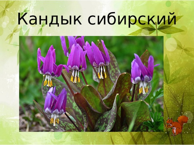 Кандык сибирский 