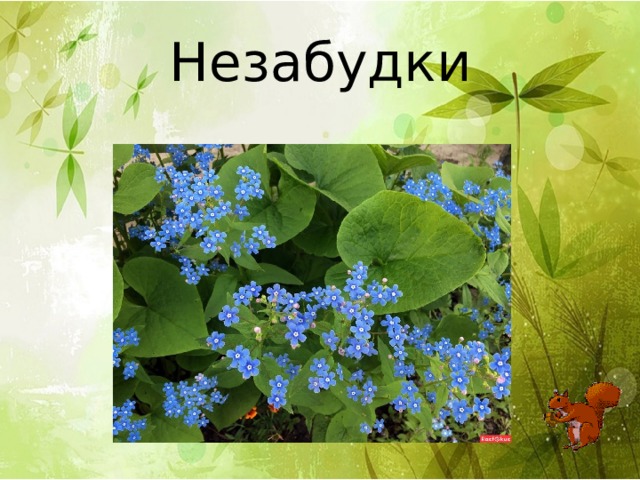 Незабудки 