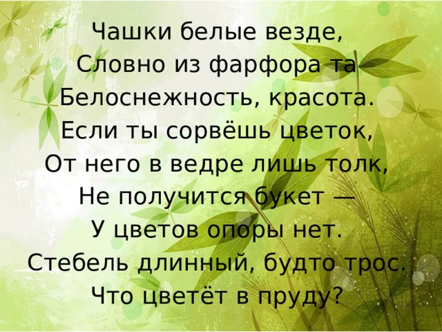 Чашки белые везде, Словно из фарфора та Белоснежность, красота. Если ты сорвёшь цветок, От него в ведре лишь толк, Не получится букет — У цветов опоры нет. Стебель длинный, будто трос. Что цветёт в пруду? 
