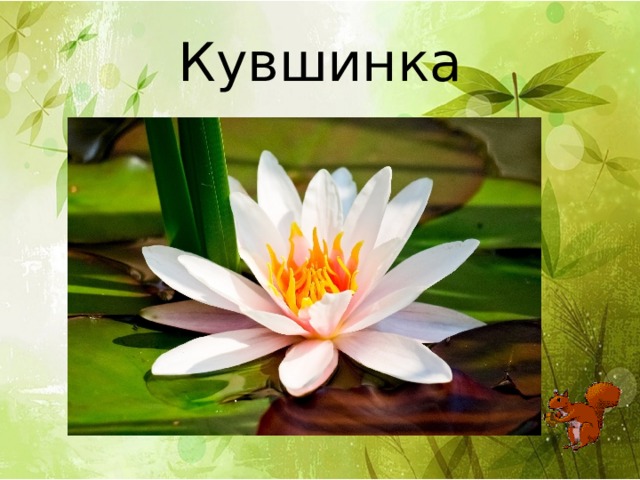 Кувшинка 
