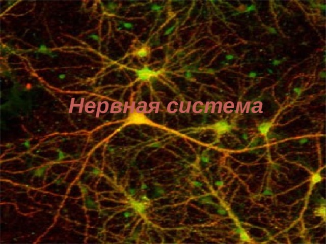 Нервная система 