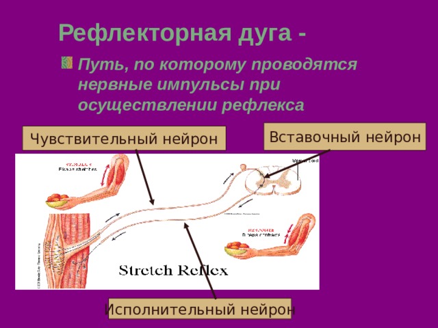 Рефлекторная дуга - Путь, по которому проводятся нервные импульсы при осуществлении рефлекса Вставочный нейрон Чувствительный нейрон Исполнительный нейрон 
