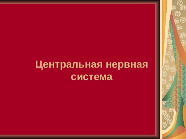 Центральная нервная система 