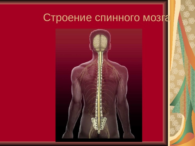Строение спинного мозга 