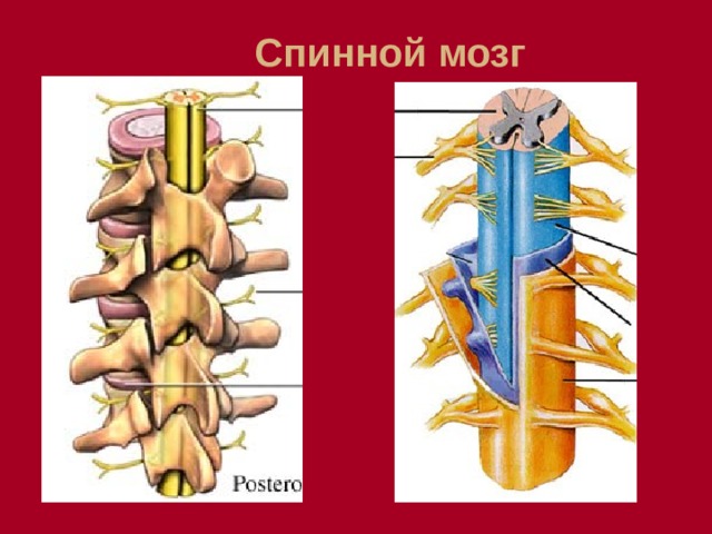 Спинной мозг 