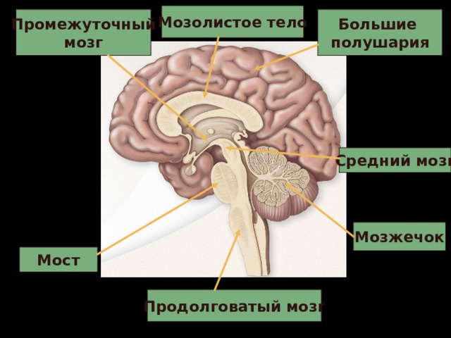 Мозолистое тело Большие полушария Промежуточный мозг Средний мозг Мозжечок Мост Продолговатый мозг 
