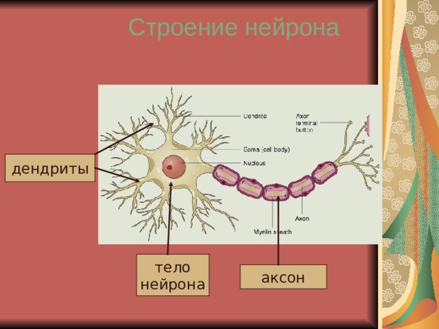 Строение нейрона дендриты тело нейрона аксон 