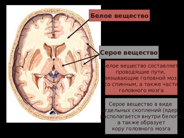 Белое вещество Серое вещество Белое вещество составляет проводящие пути, связывающие головной мозг со спинным, а также части головного мозга Серое вещество в виде отдельных скоплений (ядер) располагается внутри белого,  а также образует кору головного мозга 