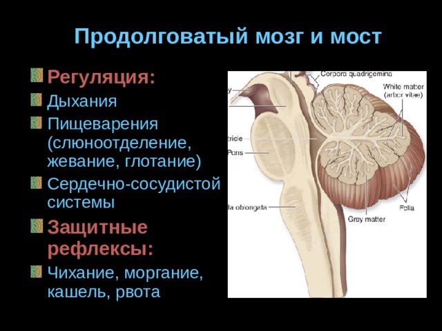 Продолговатый мозг и мост Регуляция: Дыхания Пищеварения (слюноотделение, жевание, глотание) Сердечно-сосудистой системы Защитные рефлексы: Чихание, моргание, кашель, рвота  
