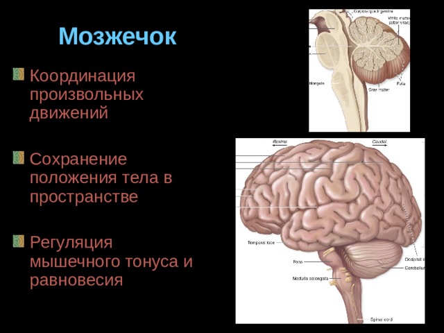 Мозжечок Координация произвольных движений Сохранение положения тела в пространстве Регуляция мышечного тонуса и равновесия 