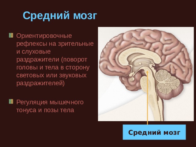 Средний мозг Ориентировочные рефлексы на зрительные и слуховые раздражители (поворот головы и тела в сторону световых или звуковых раздражителей) Регуляция мышечного тонуса и позы тела Средний мозг 