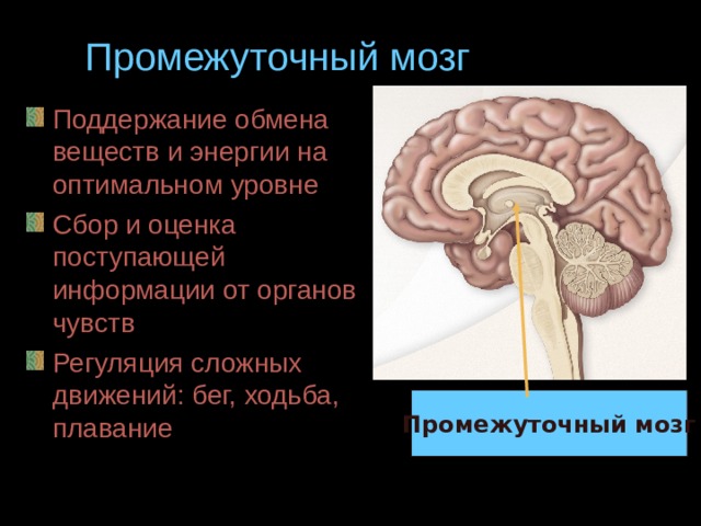 Промежуточный мозг Поддержание обмена веществ и энергии на оптимальном уровне Сбор и оценка поступающей информации от органов чувств Регуляция сложных движений: бег, ходьба, плавание Промежуточный мозг 