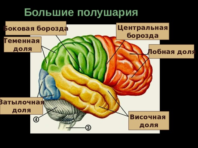 Большие полушария Боковая борозда Центральная борозда Теменная доля Лобная доля Затылочная доля Височная доля 