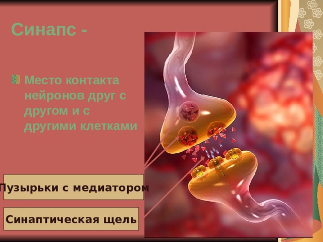 Синапс - Место контакта нейронов друг с другом и с другими клетками Пузырьки с медиатором Синаптическая щель 
