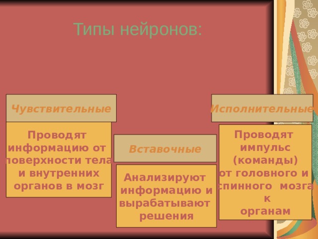Типы нейронов: Чувствительные Исполнительные Проводят информацию от поверхности тела и внутренних органов в мозг Проводят импульс (команды) от головного и спинного мозга  к органам Вставочные Анализируют информацию и вырабатывают решения 