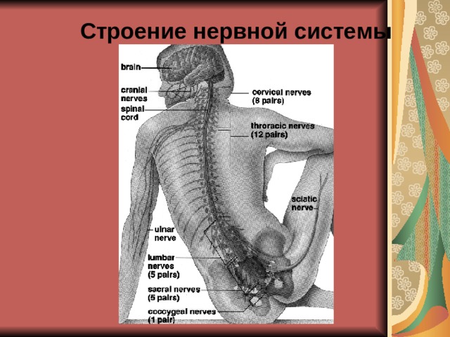Строение нервной системы 