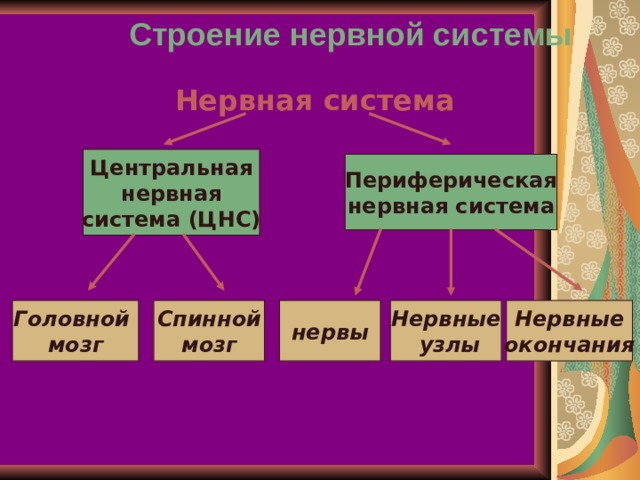 Строение нервной системы Нервная система Центральная нервная система (ЦНС) Периферическая нервная система Головной мозг Спинной мозг нервы Нервные  узлы Нервные окончания 