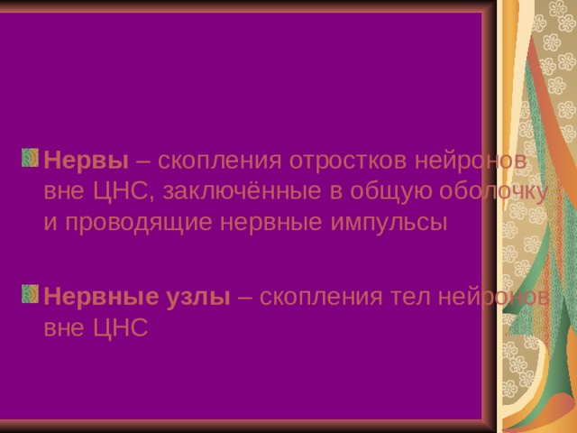 Нервы – скопления отростков нейронов вне ЦНС, заключённые в общую оболочку и проводящие нервные импульсы Нервные узлы – скопления тел нейронов вне ЦНС 