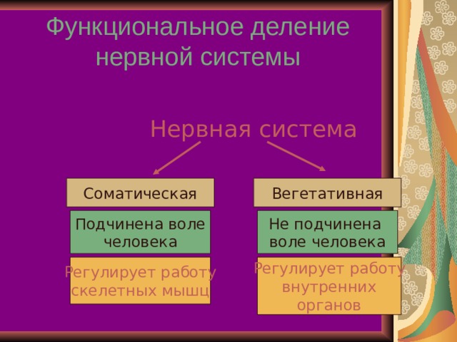 Функциональное деление нервной системы Нервная система Соматическая Вегетативная Подчинена воле человека Не подчинена воле человека Регулирует работу скелетных мышц Регулирует работу внутренних органов 