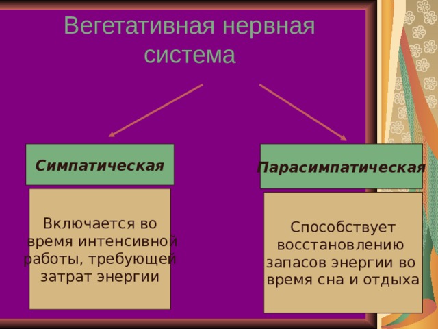 Вегетативная нервная система Симпатическая Парасимпатическая Включается во  время интенсивной работы, требующей затрат энергии Способствует восстановлению запасов энергии во время сна и отдыха 