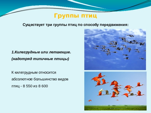 Группы птиц Существует три группы птиц по способу передвижения: 1.Килегрудные или летающие. (надотряд типичные птицы) К килегрудным относится абсолютное большинство видов птиц - 8 550 из 8 600 