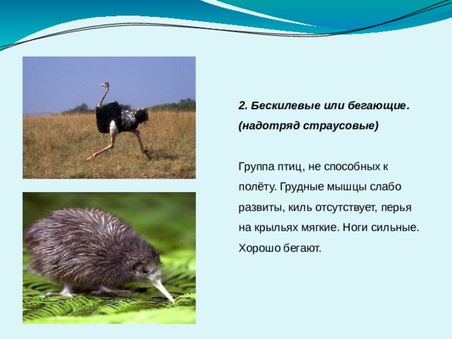 2. Бескилевые или бегающие. (надотряд страусовые)  Группа птиц, не способных к полёту. Грудные мышцы слабо развиты, киль отсутствует, перья на крыльях мягкие. Ноги сильные. Хорошо бегают. 