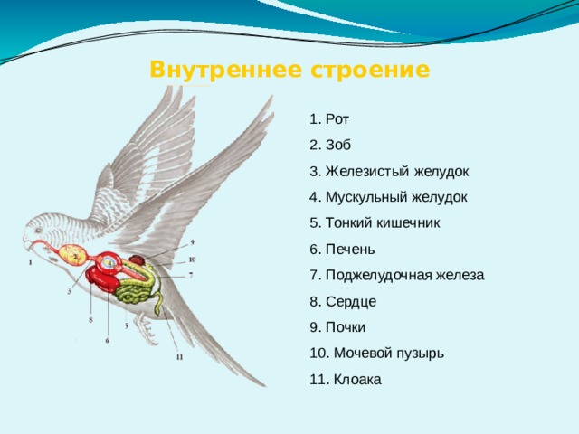 Внутреннее строение 1. Рот 2. Зоб 3. Железистый желудок 4. Мускульный желудок 5. Тонкий кишечник 6. Печень 7. Поджелудочная железа 8. Сердце 9. Почки 10. Мочевой пузырь 11. Клоака 
