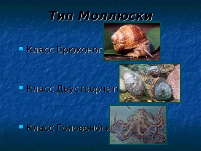 Тип Моллюски Класс Брюхоногие   Класс Двустворчатые   Класс Головоногие 