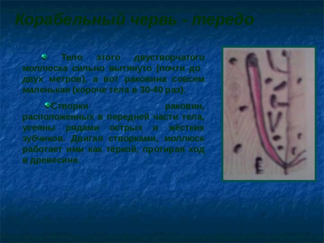 Корабельный червь - тередо  Тело этого двустворчатого моллюска сильно вытянуто (почти до двух метров), а вот раковина совсем маленькая (короче тела в 30-40 раз).  Створки раковин, расположенных в передней части тела, усеяны рядами острых и жёстких зубчиков. Двигая створками, моллюск работает ими как тёркой, протирая ход в древесине.  