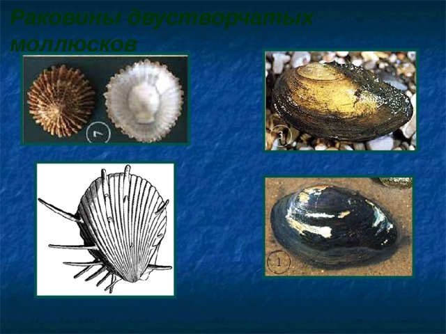 Раковины двустворчатых моллюсков  