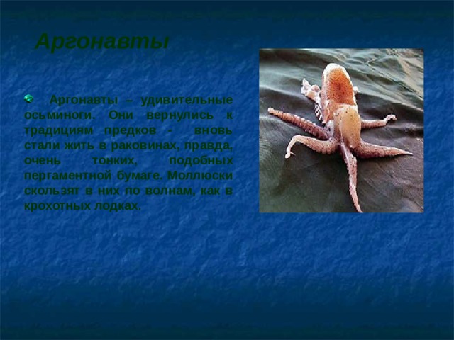 Аргонавты  Аргонавты – удивительные осьминоги. Они вернулись к традициям предков - вновь стали жить в раковинах, правда, очень тонких, подобных пергаментной бумаге. Моллюски скользят в них по волнам, как в крохотных лодках.  