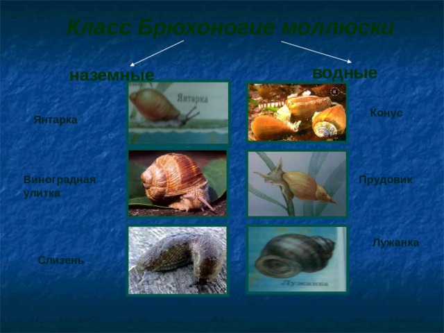 Класс Брюхоногие моллюски  наземные водные  Янтарка Конус Виноградная улитка Прудовик Лужанка Слизень  