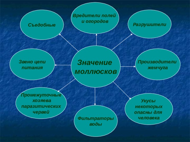 Вредители полей и огородов Разрушители Съедобные Значение моллюсков Производители жемчуга Звено цепи питания Промежуточные  хозяева паразитических червей Укусы некоторых опасны для человека Фильтраторы воды  
