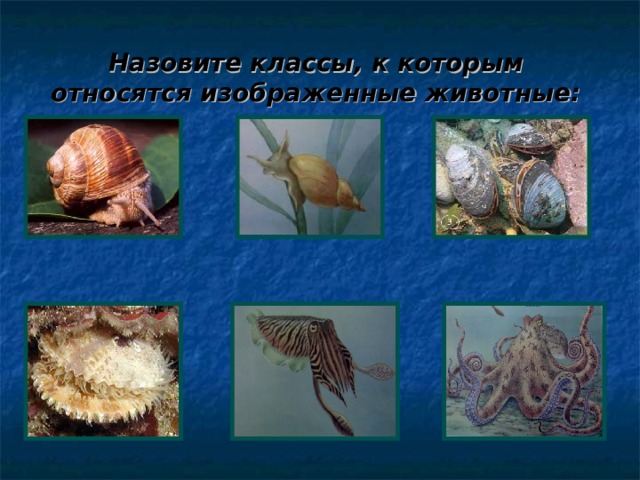 Назовите классы, к которым относятся изображенные животные: 
