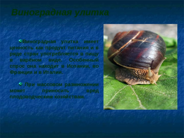 Виноградная улитка Виноградная улитка имеет ценность как продукт питания и в ряде стран употребляется в пищу в варёном виде. Особенный спрос она находит в Испании, во Франции и в Италии.   При массовом размножении может приносить вред плодоводческим хозяйствам.  