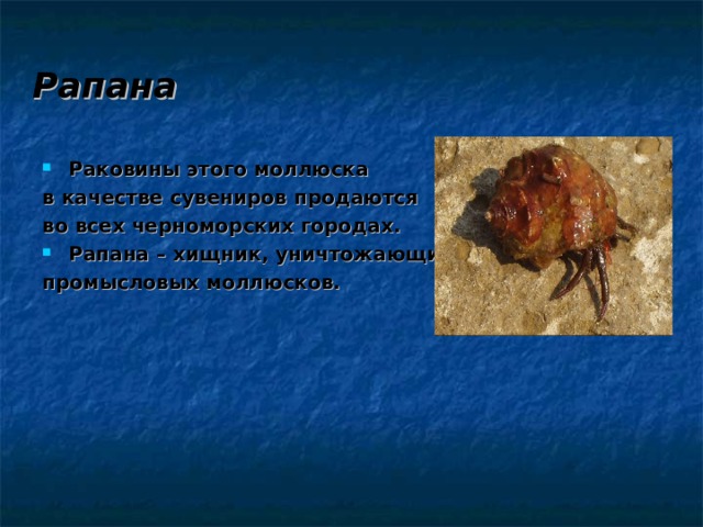 Рапана Раковины этого моллюска в качестве сувениров продаются во всех черноморских городах. Рапана – хищник, уничтожающий промысловых моллюсков. 