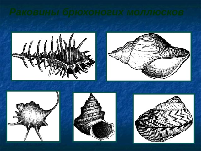 Раковины брюхоногих моллюсков  