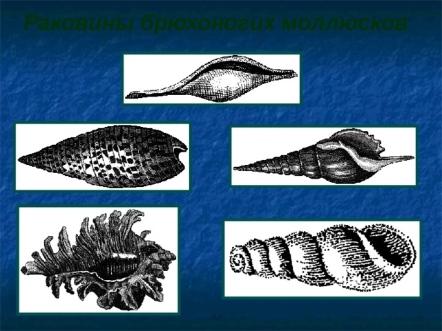 Раковины брюхоногих моллюсков  
