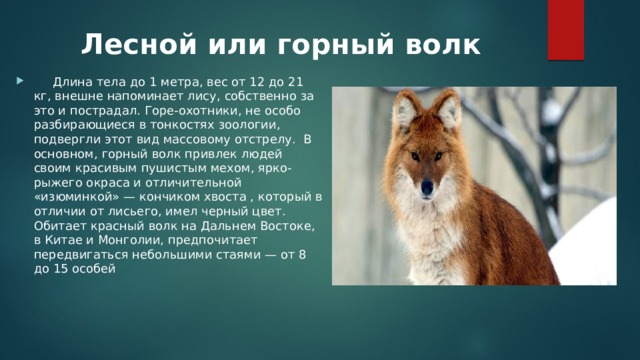 Лесной или горный волк  Длина тела до 1 метра, вес от 12 до 21 кг, внешне напоминает лису, собственно за это и пострадал. Горе-охотники, не особо разбирающиеся в тонкостях зоологии, подвергли этот вид массовому отстрелу.  В основном, горный волк привлек людей своим красивым пушистым мехом, ярко-рыжего окраса и отличительной «изюминкой» — кончиком хвоста , который в отличии от лисьего, имел черный цвет. Обитает красный волк на Дальнем Востоке, в Китае и Монголии, предпочитает передвигаться небольшими стаями — от 8 до 15 особей 